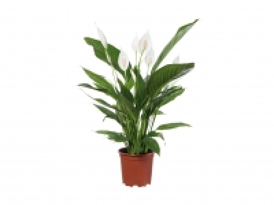 Spathiphyllum CHF 8.99