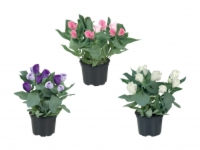 Eustoma CHF 2.79