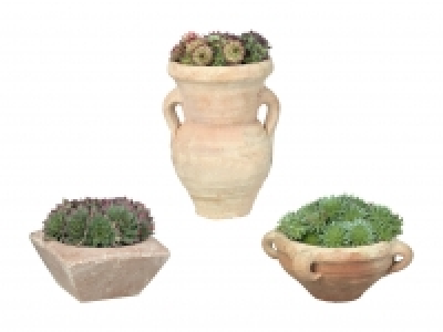 Steingartenpflanzen im Steinguttopf CHF 4.99