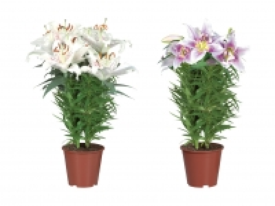 Orientalische Lilien CHF 8.99