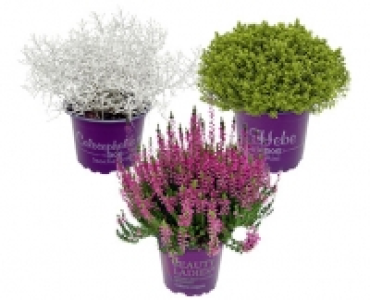 HERBSTERWACHEN CHF 1.29