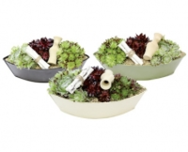 SUKKULENTEN-SCHIFFCHEN CHF 8.99