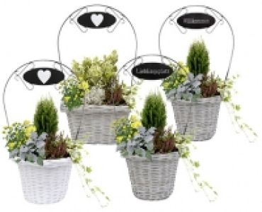 BEPFLANZTER KORB CHF 14.99