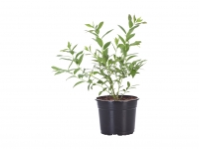 Heidelbeeren im Topf CHF 5.99