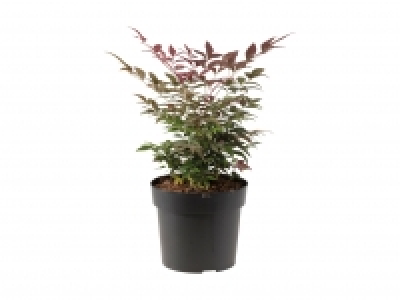 Nandina Himmelsbambus CHF 9.99