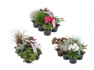 Herbst-Mix CHF 5.99