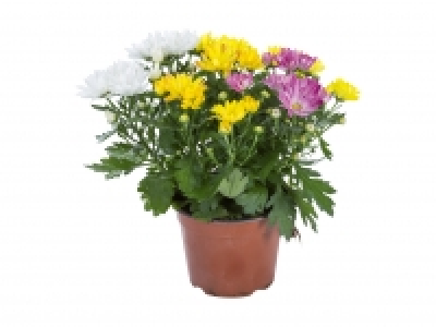 Chrysanthemen-Trio CHF 3.49