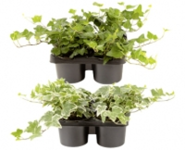 Aldi Suisse  HEDERA