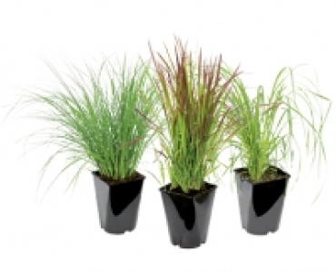 WINTERHARTES ZIERGRAS