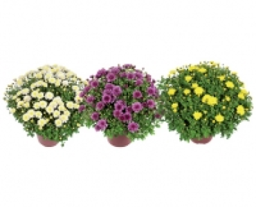 CHRYSANTHEMEN-BUSCH CHF 4.99