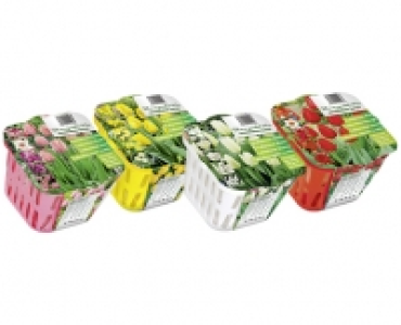 BLUMENZWIEBELN FARBTHEMA CHF 5.99