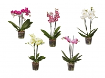 Phalaenopsis Midi CHF 6.99