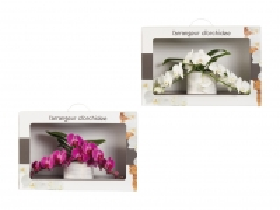 Phalaenopsis Arrangement in Geschenkverpackung CHF 29.99