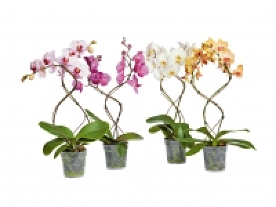 Phalaenopsis Tornado CHF 15.99
