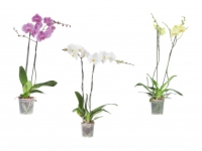 Phalaenopsis XXL CHF 15.99