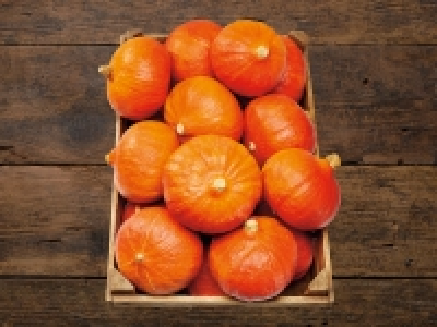 Hokkaido Kürbis CHF 1.79