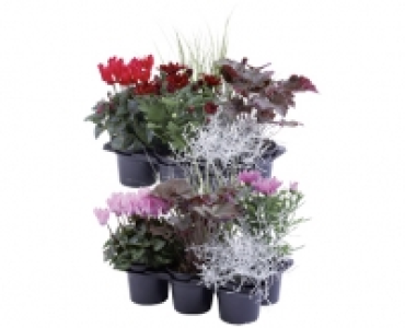 BUNTER HERBST CHF 5.99