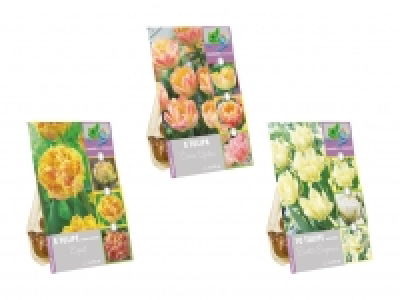 Blumenzwiebeln «Farbwechsel» CHF 2.99