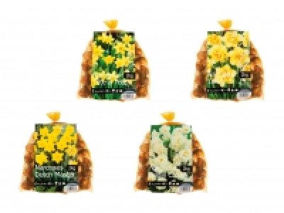 Blumenzwiebeln «Narzissen» CHF 9.99