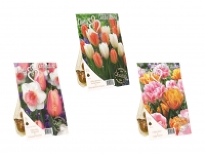 Blumenzwiebeln «Farbkombination» CHF 2.99