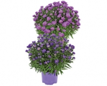 HERBSTASTER CHF 3.99