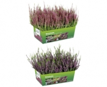 CALLUNEN CHF 5.95