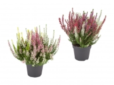 Dreifarbige Calluna Vulgaris CHF 2.99