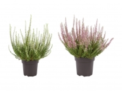 Calluna Vulgaris CHF 0.99