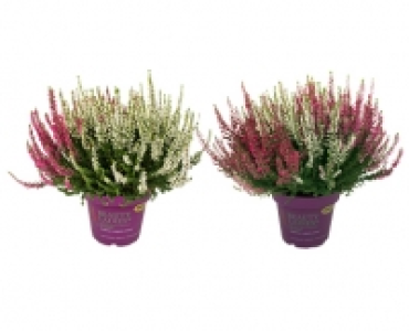 CALLUNEN CHF 2.49