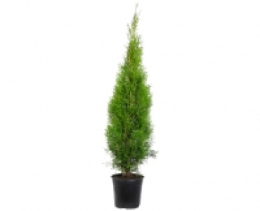 THUJA SMARAGD CHF 9.99