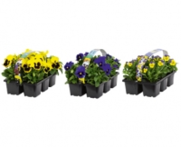 VIOLEN CHF 3.99
