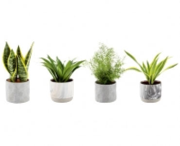 GRÜNPFLANZE CHF 5.99