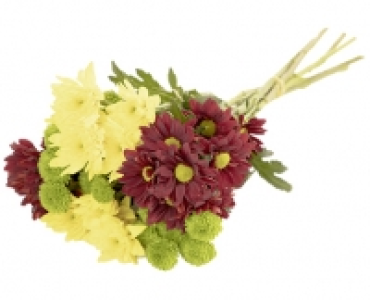CHRYSANTHEMEN STRAUSS CHF 4.99