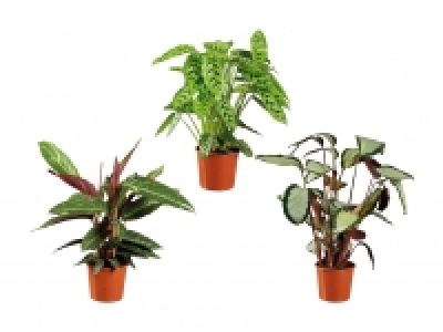 Living Plants Calathea CHF 9.99
