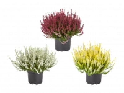Calluna vulgaris XXL CHF 4.99