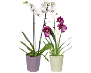 ORCHIDEE CHF 8.99