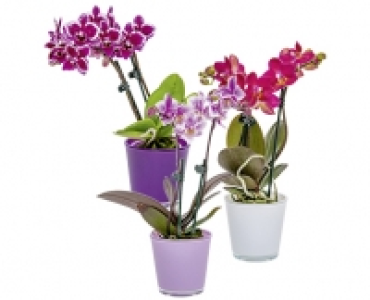 MINI ORCHIDEE CHF 5.99