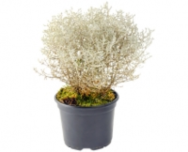 CALOCEPHALUS BROWNII CHF 1.99