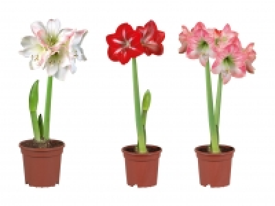 Amaryllis 2-Stieler CHF 3.99