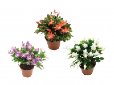 Schlumbergera XXL CHF 7.99