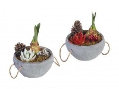 Amaryllis Arrangement Stone CHF 9.99
