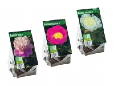 Pfingstrosenknollen CHF 3.49