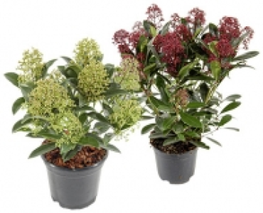 Aldi Suisse  SKIMMIA