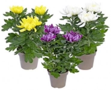CHRYSANTHEME 3-BALLER CHF 3.99