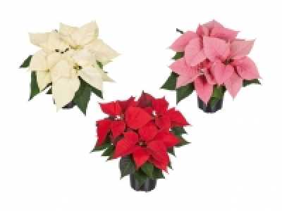 Weihnachtsstern Mehrtrieber CHF 1.99