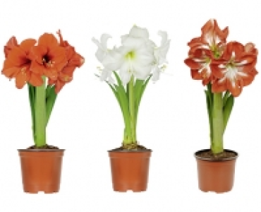 AMARYLLIS CHF 3.99