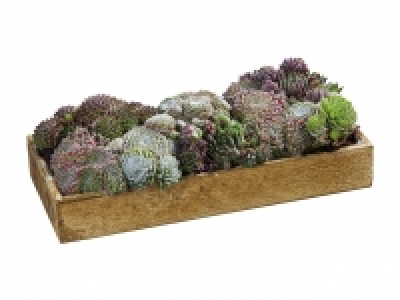 Sempervivum in Holzkiste CHF 8.99