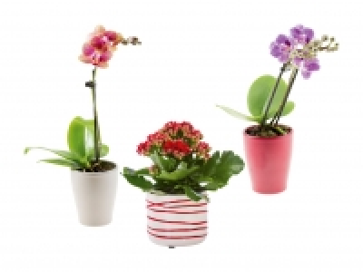Mini Blühpflanzen in Keramik CHF 3.99