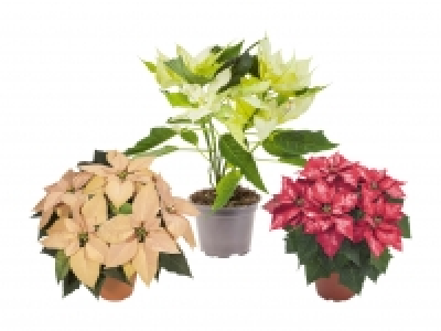 Weihnachtsstern Deluxe CHF 6.99
