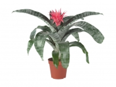 Bromelien und Aechmea Primera CHF 8.99